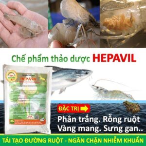 Chế phẩm thảo dược HEPAVIL